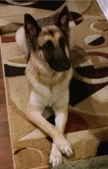 Simi Valley Animal Urgent Care 4