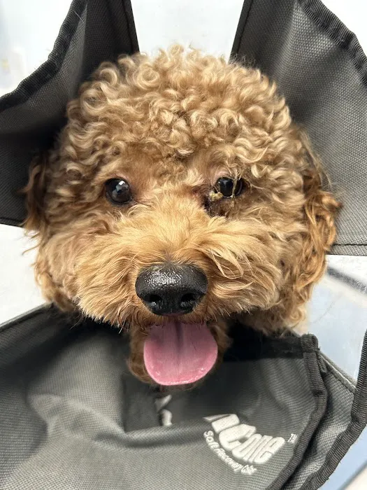 Simi Valley Animal Urgent Care 3