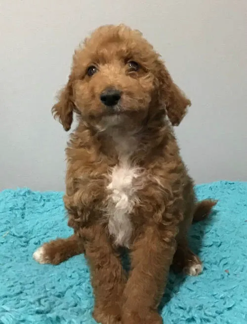 Main Street Animal Hospital, A Thrive Pet Healthcare Partner 3