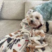 Main Street Animal Hospital, A Thrive Pet Healthcare Partner ico