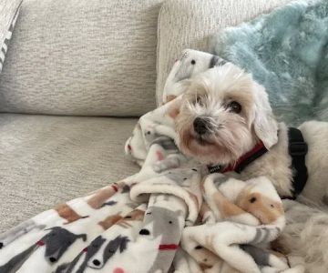 Main Street Animal Hospital, A Thrive Pet Healthcare Partner