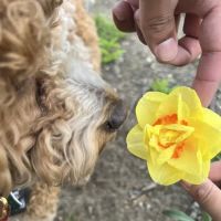 Banfield Pet Hospital ico