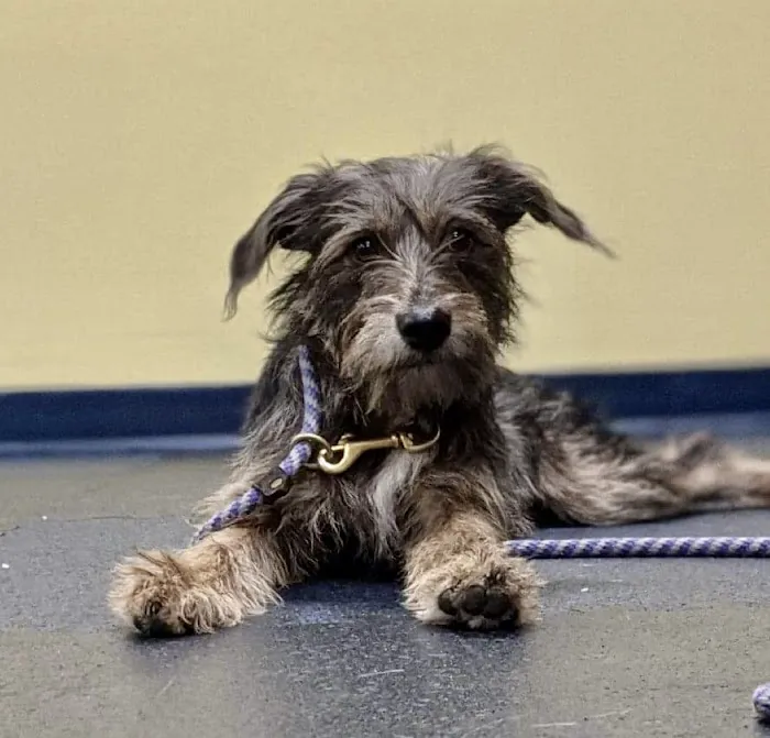 Salem Animal Hospital 1