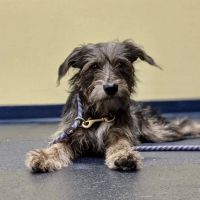 Salem Animal Hospital ico