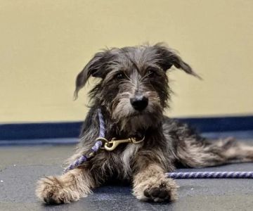 Salem Animal Hospital