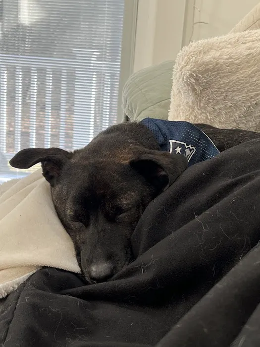 Salem Animal Hospital 3