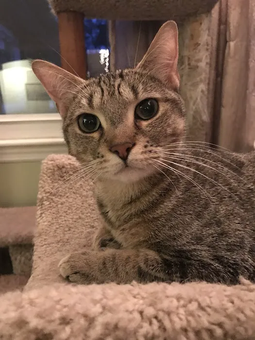 Salem Animal Hospital 4
