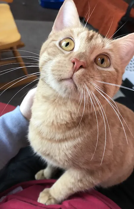 Salem Animal Hospital 2