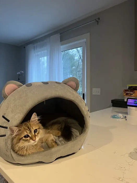 NH Siberian Cats & Kittens 3