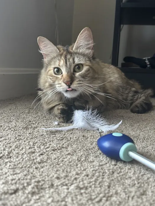 NH Siberian Cats & Kittens 5