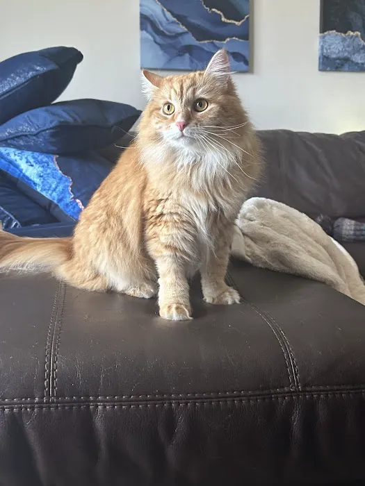 NH Siberian Cats & Kittens 6