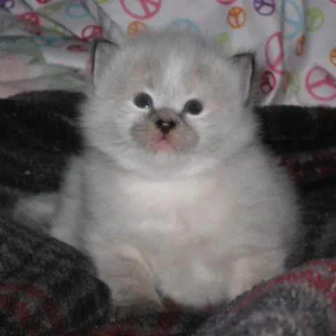 NH Siberian Cats & Kittens 1
