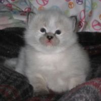 NH Siberian Cats & Kittens ico