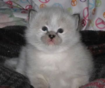 NH Siberian Cats & Kittens