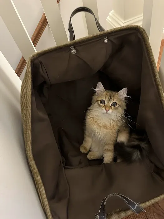 NH Siberian Cats & Kittens 4