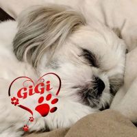 Brushwood Veterinary Clinic ico