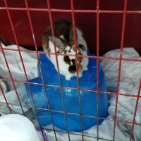 Noble Family Animal Care & Adoption Center ico