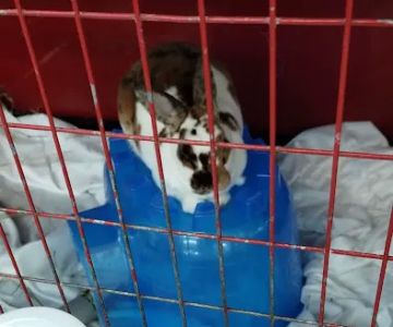 Noble Family Animal Care & Adoption Center