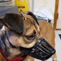 Methuen Veterinary Hospital ico