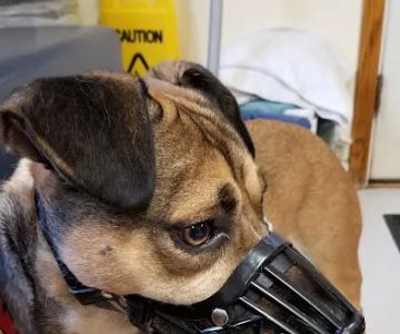 Methuen Veterinary Hospital