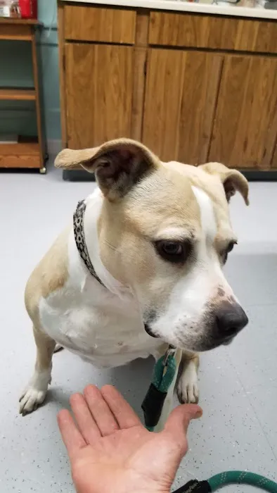 Methuen Veterinary Hospital 4