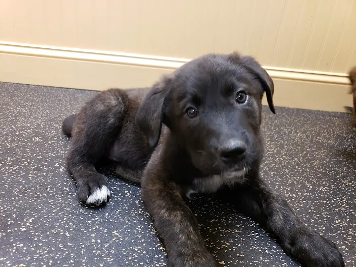 Northwood Veterinary Hospital 4