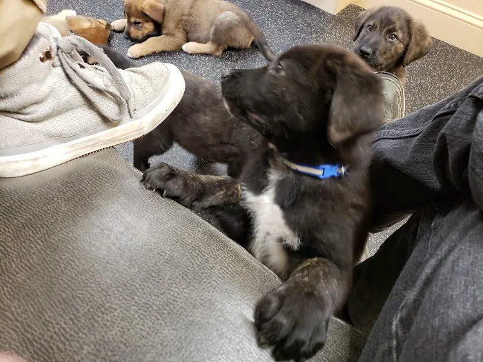 Northwood Veterinary Hospital 7