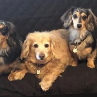 Winter Harbor Veterinary Hospital ico
