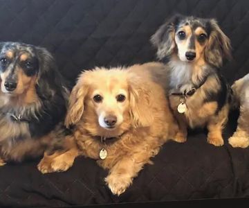 Winter Harbor Veterinary Hospital