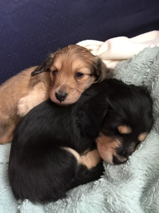 Winter Harbor Veterinary Hospital 9
