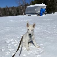 Meadow Pond Animal Hospital ico