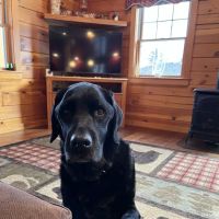 Sandwich Animal Hospital ico