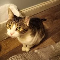 Linwood Veterinary Clinic ico