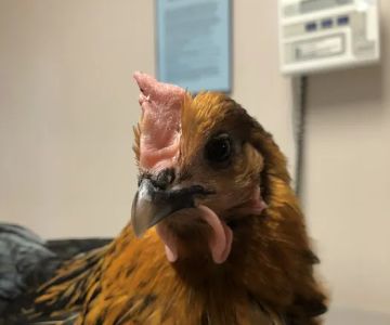 Bradford Veterinary Clinic