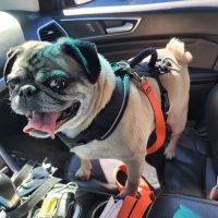 Clarendon Animal Clinic: Grace Ma-Steenbergen, D.V.M. ico