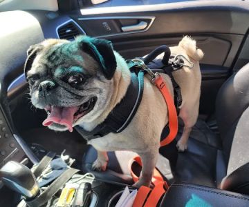 Clarendon Animal Clinic: Grace Ma-Steenbergen, D.V.M.