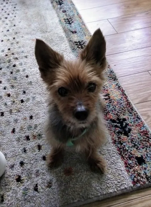 Clarendon Animal Clinic: Grace Ma-Steenbergen, D.V.M. 3