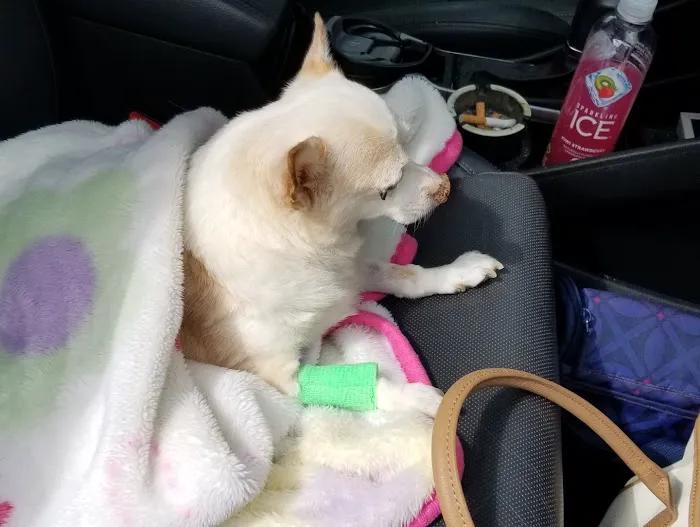 Clarendon Animal Clinic: Grace Ma-Steenbergen, D.V.M. 2