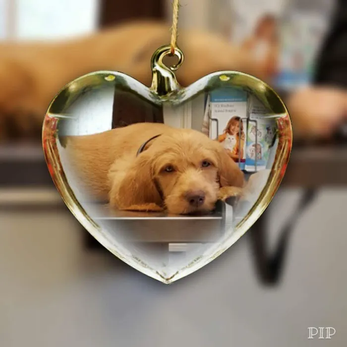 VCA Windham Animal Hospital 1