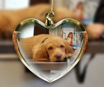 VCA Windham Animal Hospital