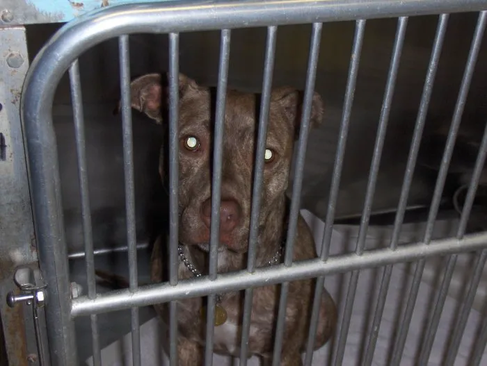 VCA Windham Animal Hospital 9