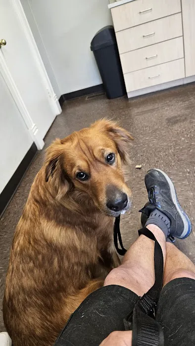 VCA Windham Animal Hospital 8