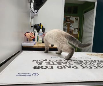 Eastwood Animal Clinic