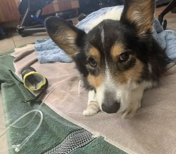 Eastwood Animal Clinic 7