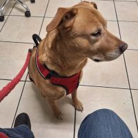 Riverside Veterinary Care and Dental Services ico