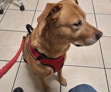 Riverside Veterinary Care and Dental Services
