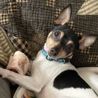 All Points Animal Care ico