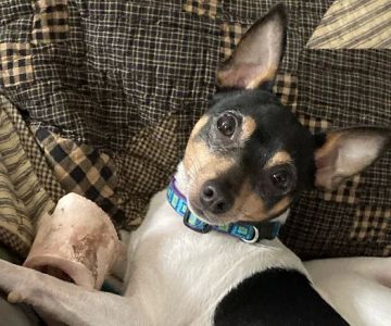 All Points Animal Care