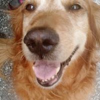 Center Rutland Animal Hospital ico