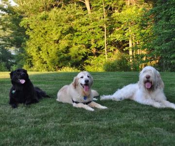 Raymond Animal Hospital